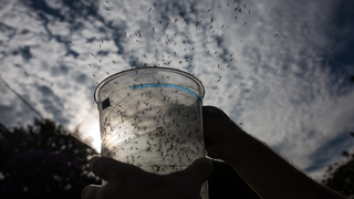 Scientists Hope to Eradicate Disease With Massive Mosquito Orgy